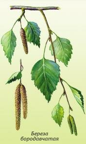 береза бородавчатая, повислая береза бородавчатая, повислая