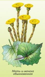 Мать-и-Мачеха обыкновенная, подбел, камчужная трава Мать-и-Мачеха обыкновенная, подбел, камчужная трава