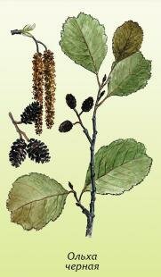 Ольха черная, клейкая Ольха черная, клейкая