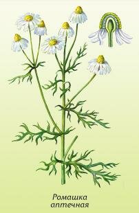 Ромашка аптечная, ромашка лекарственная, ободранная, камила, румянок, моргун, маточная трава Ромашка аптечная, ромашка лекарственная, ободранная, камила, румянок, моргун, маточная трава