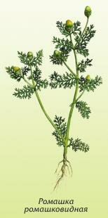Ромашка ромашковидная, ромашка безъязычковая, зеленая, душистая, пахучая Ромашка ромашковидная, ромашка безъязычковая, зеленая, душистая, пахучая
