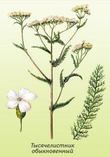 Тысячелистник обыкновенный, белая кашка, гулявица, кровавник, живучая трава Тысячелистник обыкновенный, белая кашка, гулявица, кровавник, живучая трава