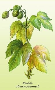 Хмель обыкновенный, хмиль, хмельница, горкач Хмель обыкновенный, хмиль, хмельница, горкач