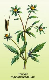 Череда трехраздельная, золотушная трава, череда, козьи рожки, прицепа, болотная стрелка, двузубец, собачник Череда трехраздельная, золотушная трава, череда, козьи рожки, прицепа, болотная стрелка, двузубец, собачник